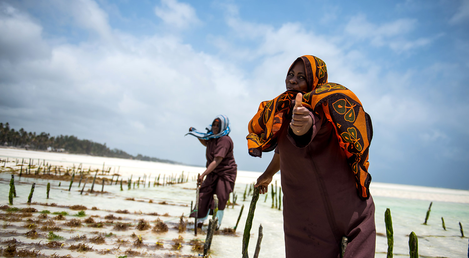 The Seaweed Co. Zanzibar