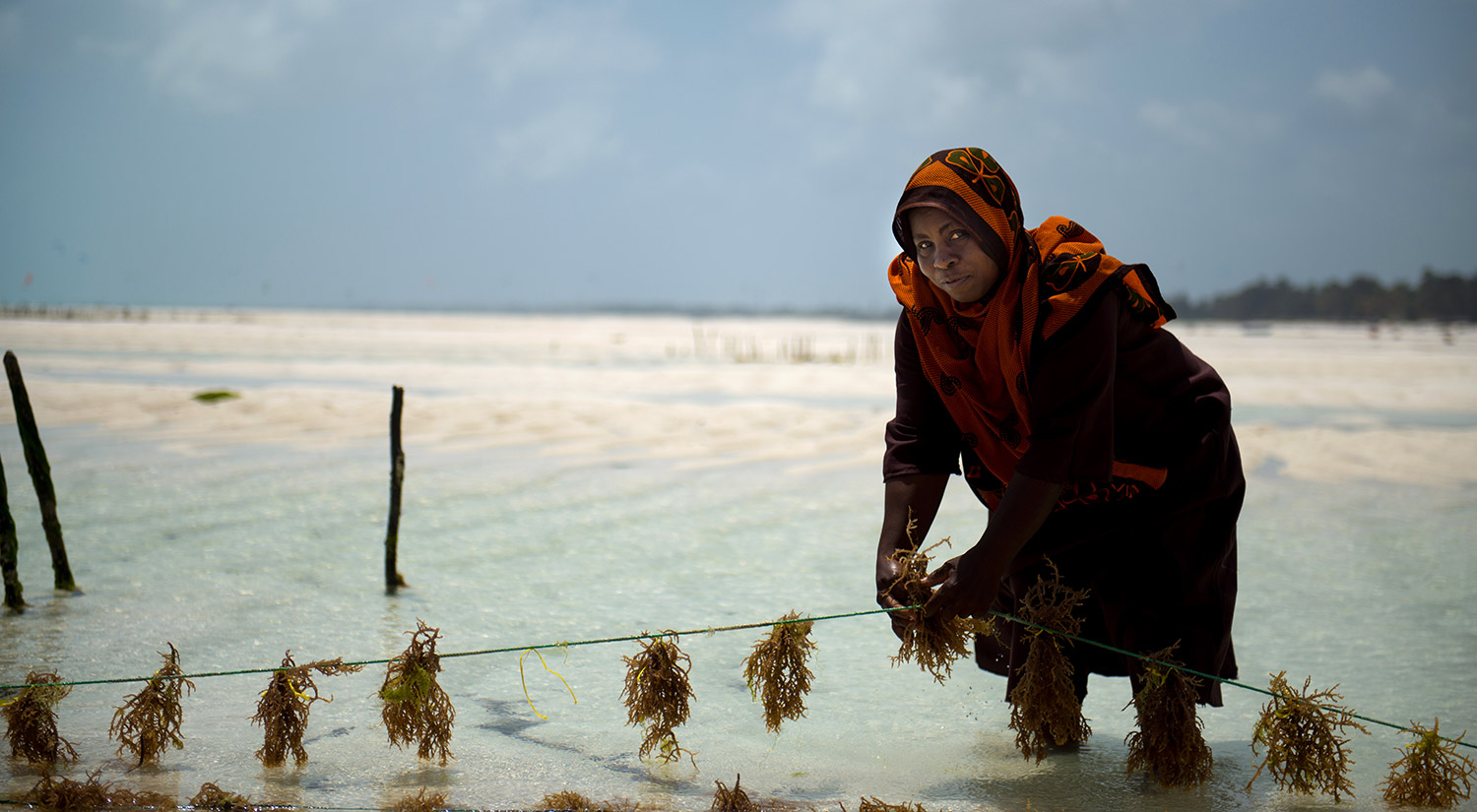 Seaweed & Co, Zanzibar
