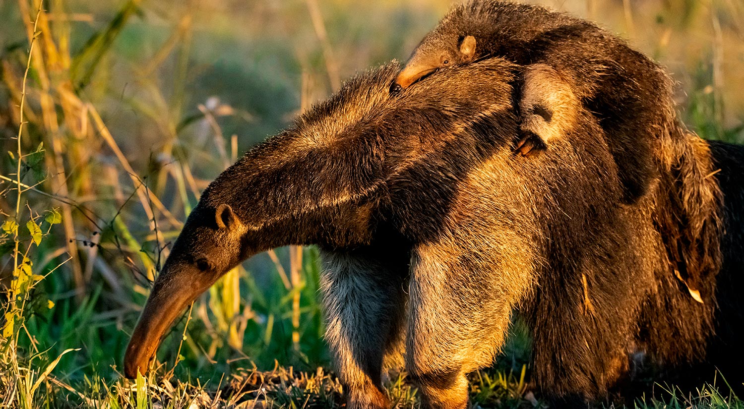 Giant Anteaters