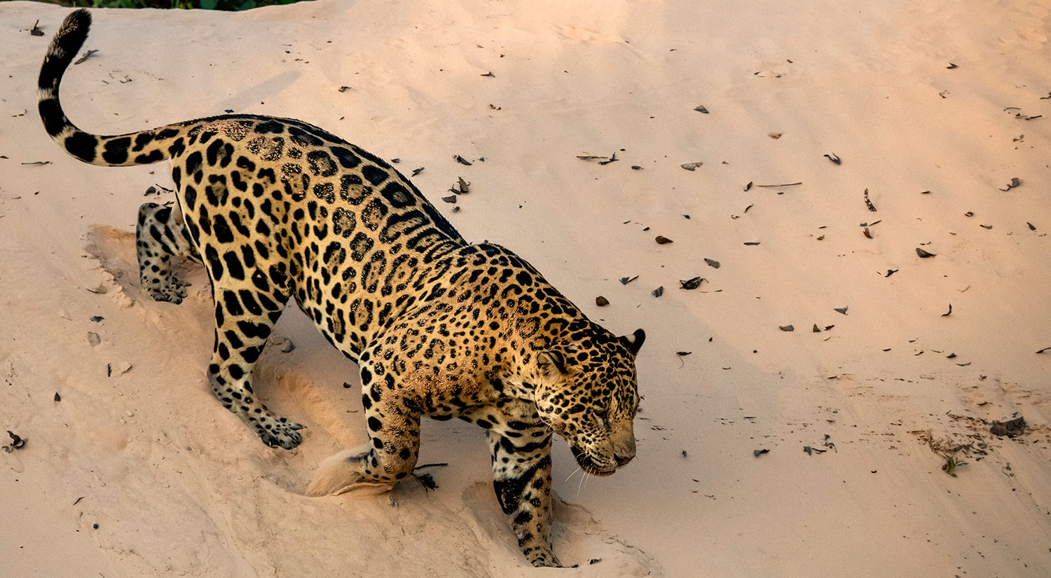 Jaguar