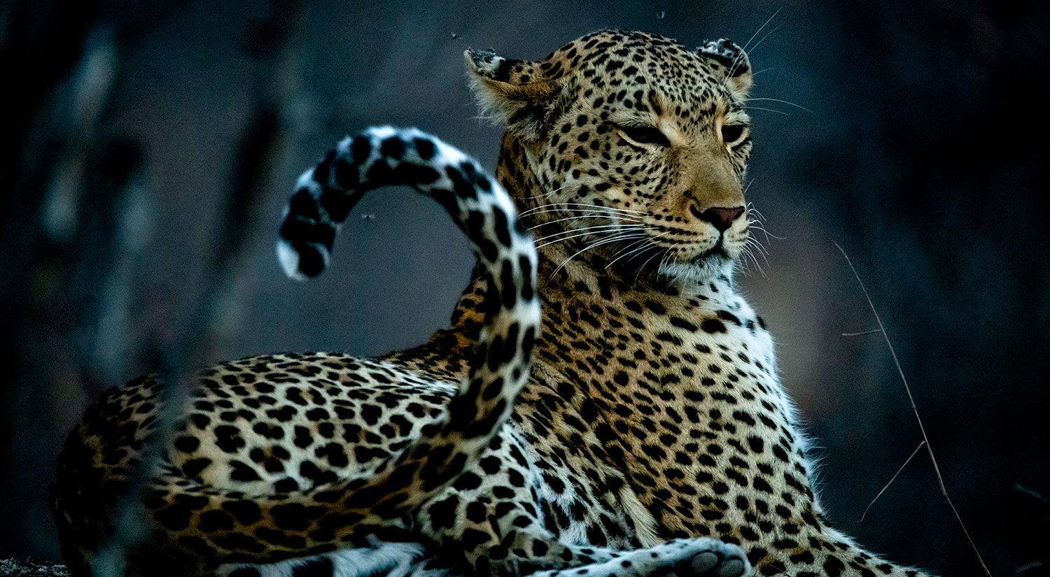 Leopard