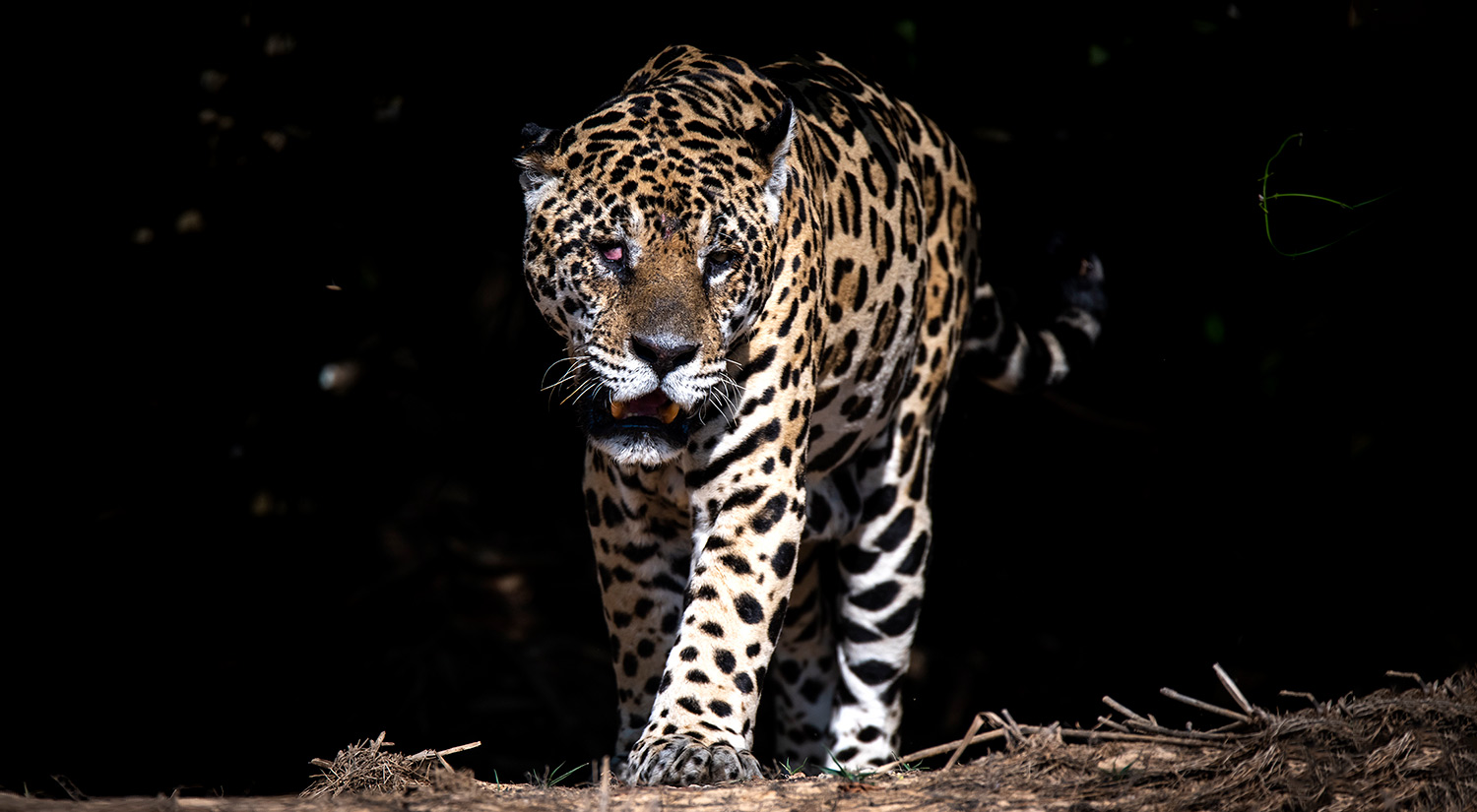 Jaguar