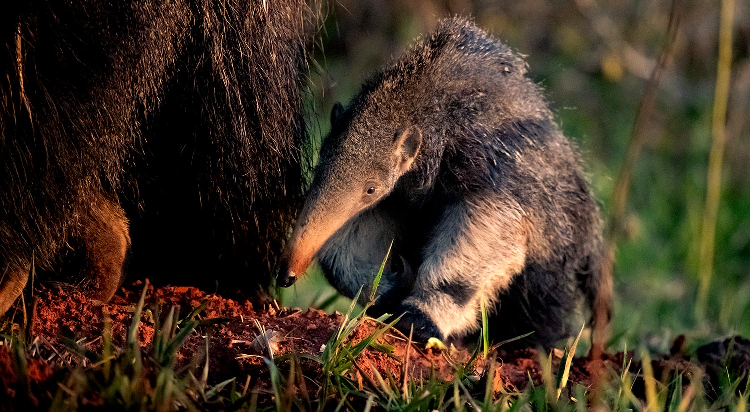 Giant Anteaters