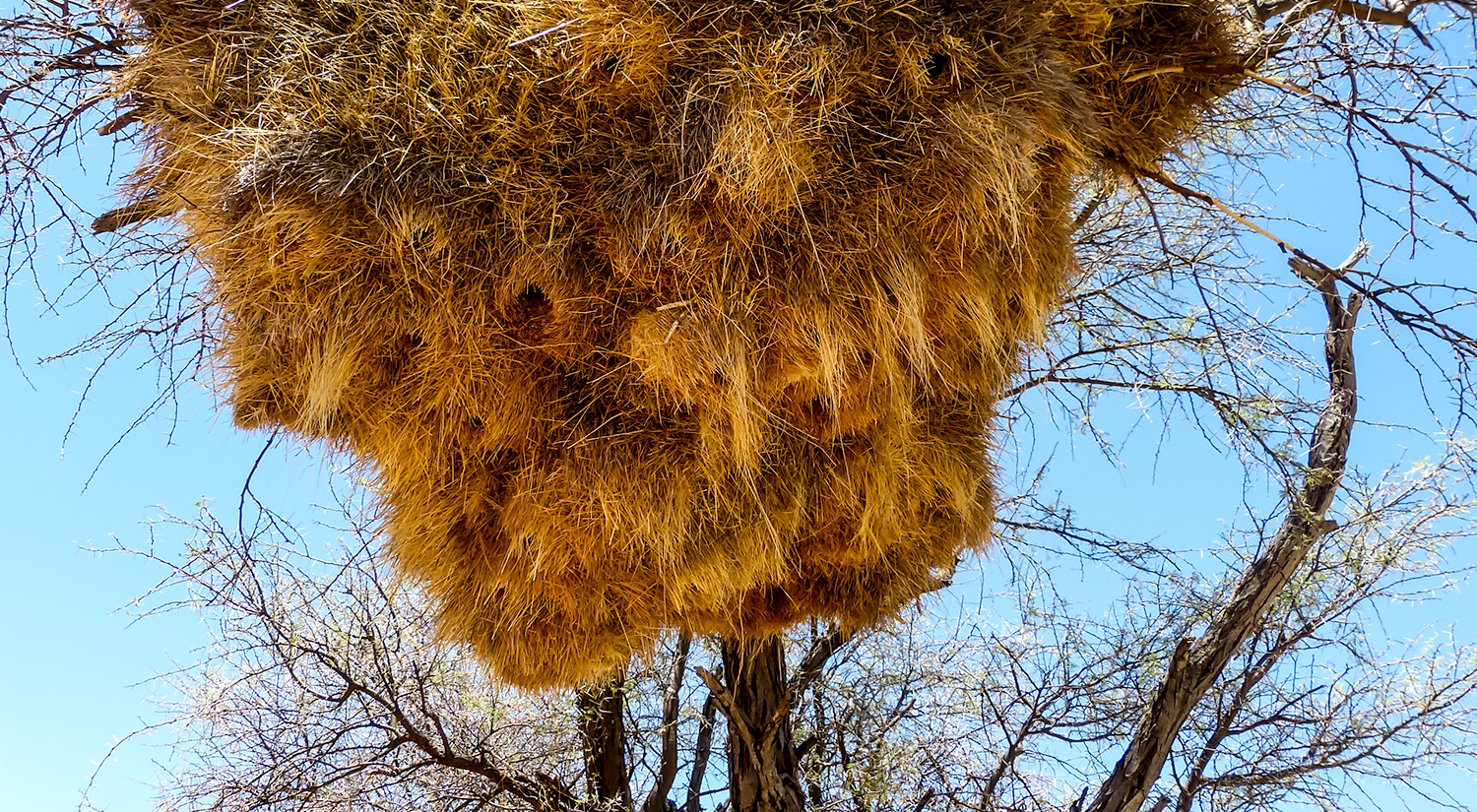Sociable weaver nest