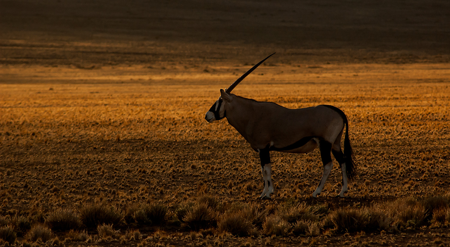 Gemsbok