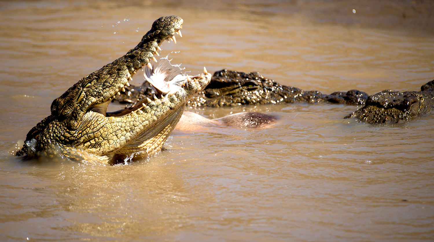 Crocodiles, Erindi, Namibia