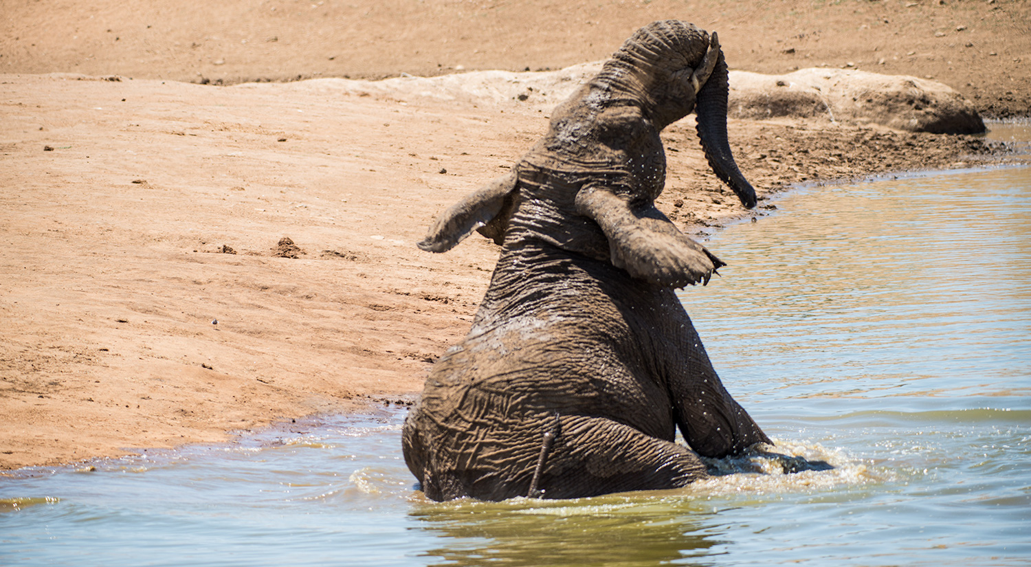 Elephant, Erindi, Namibia