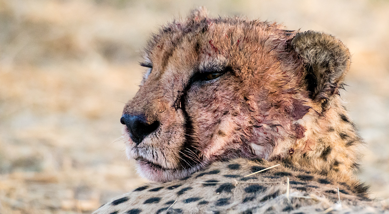 Cheetah, Erindi, Namibia