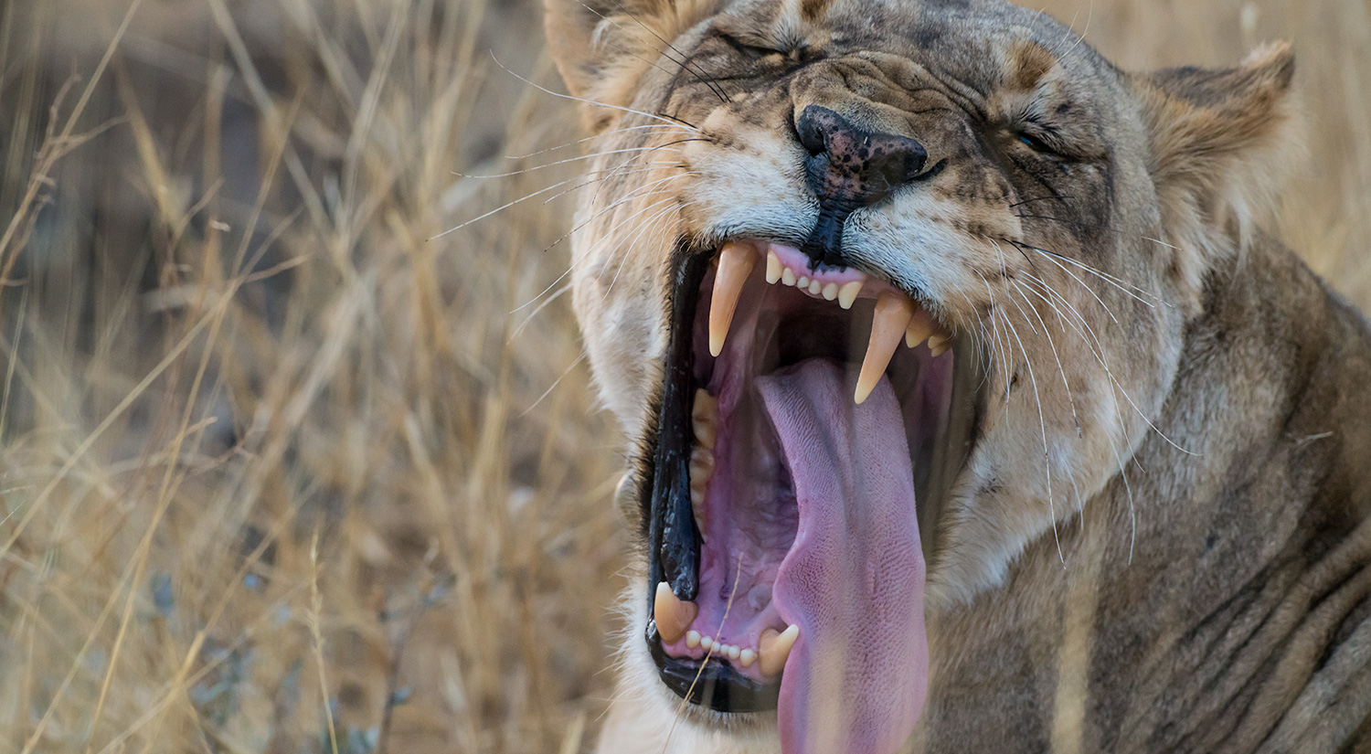 Lioness, Erindi, Namibia
