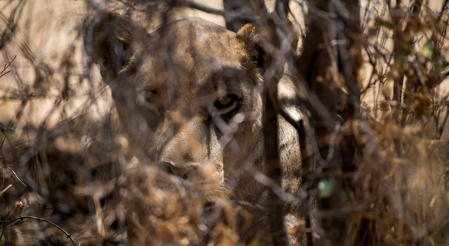 Lioness, Erindi, Namibia