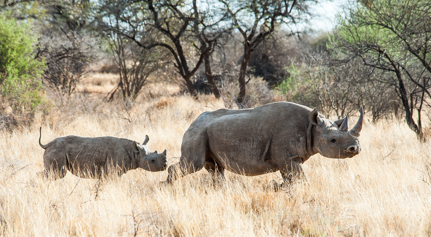 Black rhino and calf, Erindi, Namibia
