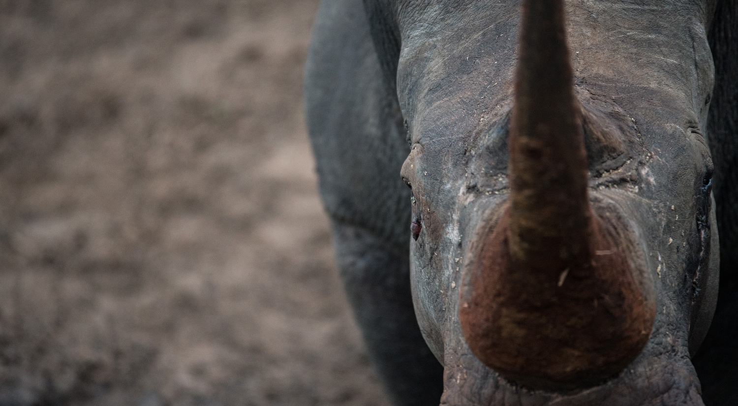 Rhino, Kruger Park, South Africa