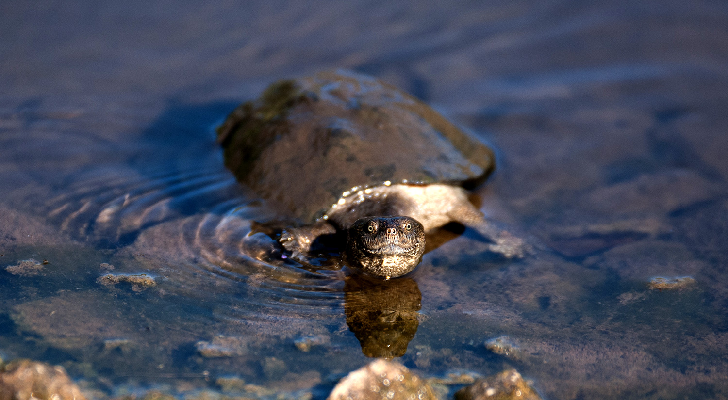 Terapin, Kruger Park, South Africa