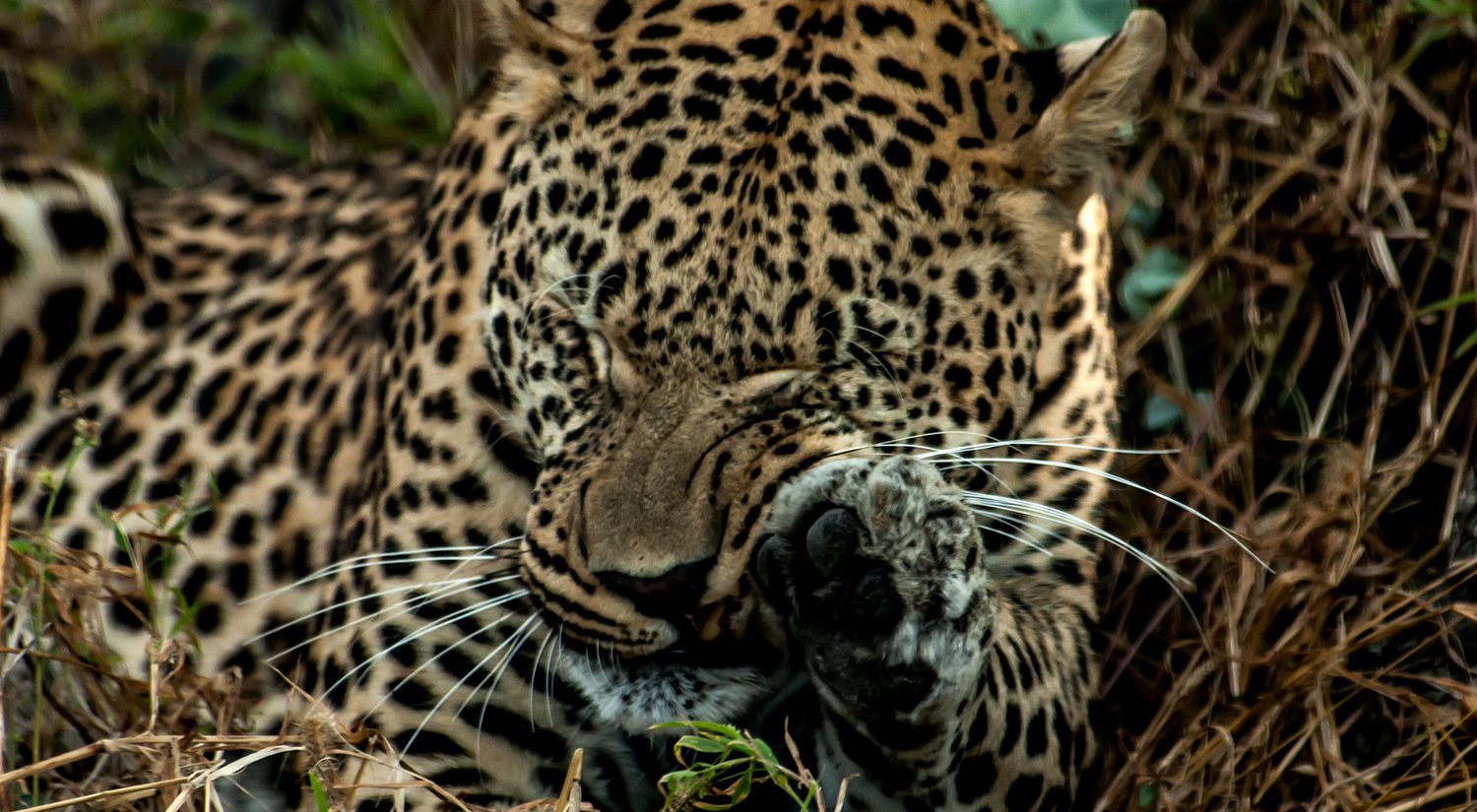 Leopard, Okavanga Delta, Botswana