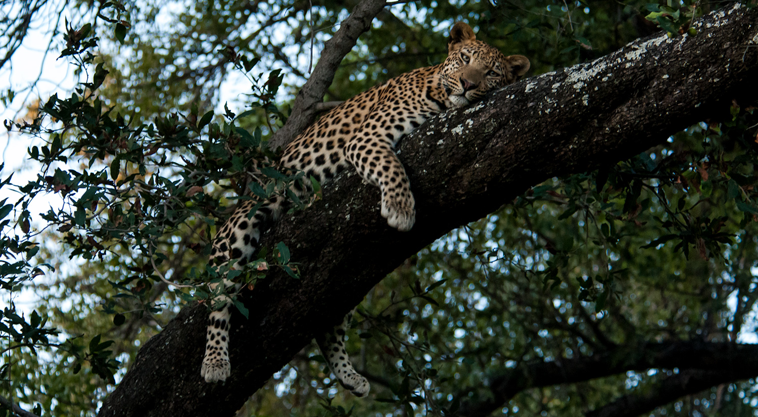 Leopard, Okavanga Delta, Botswana