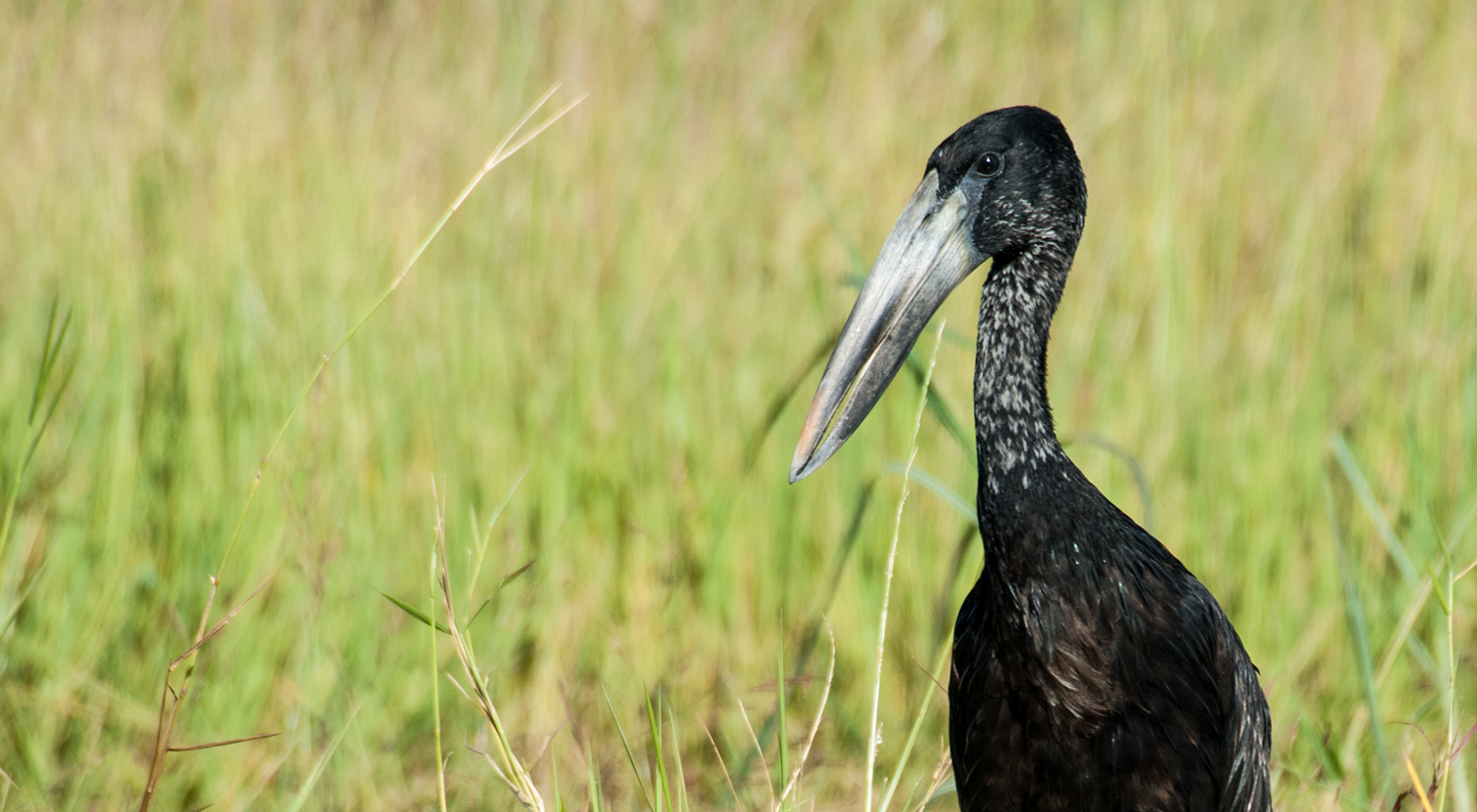 Openbilled Storks, Okavanga Delta, Botswana