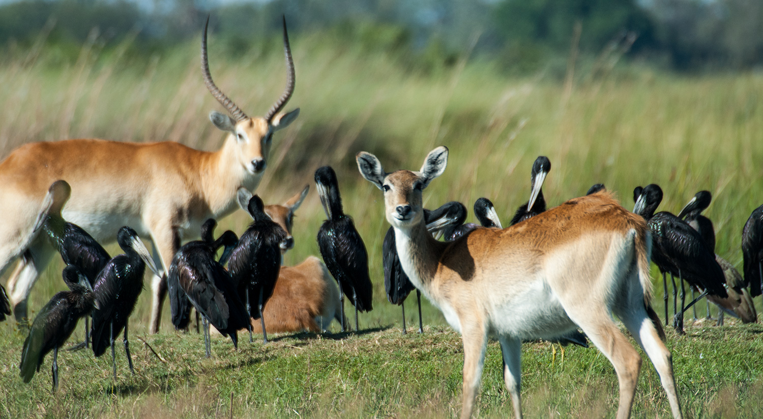 Red lechwe & Openbilled Storks, Okavanga Delta, Botswana