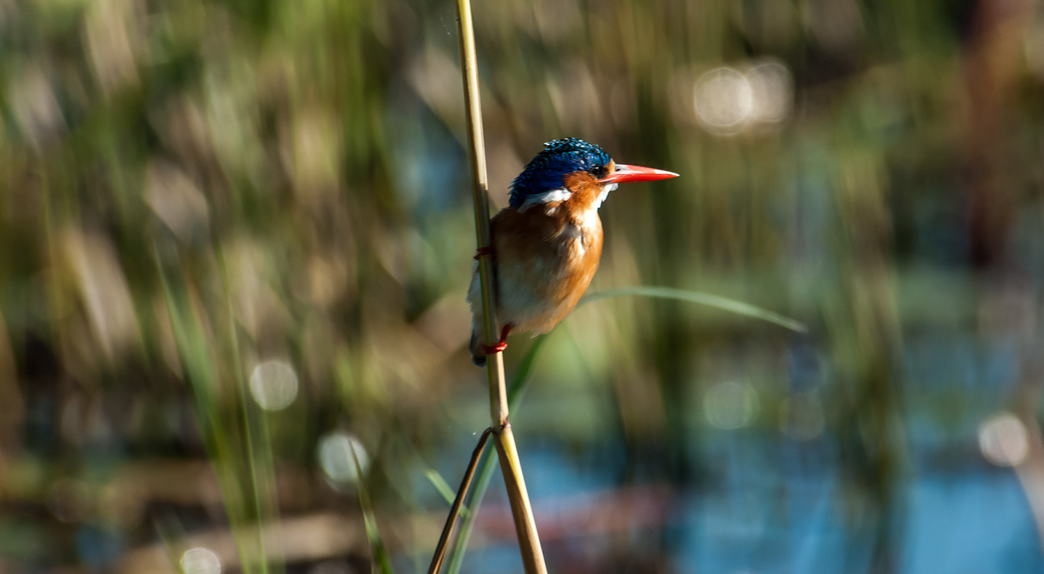 Malachite Kingfisher, Okavanga Delta, Botswana