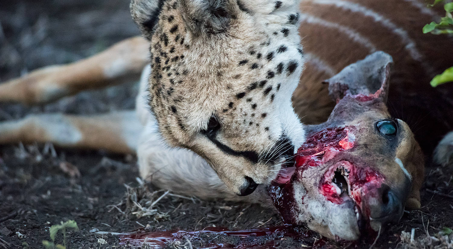 Cheetah, Phinda, South Africa