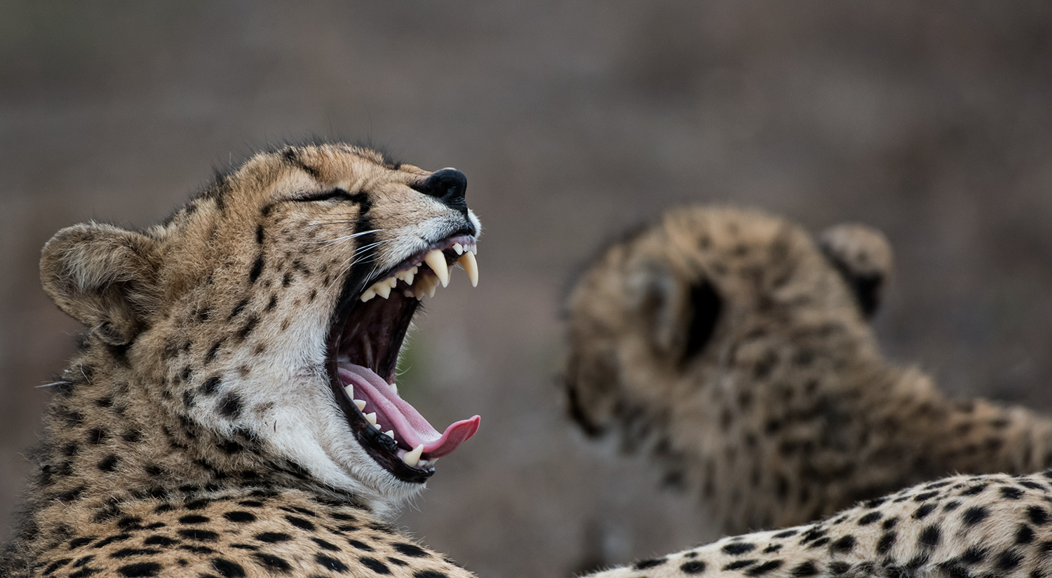 Cheetah mother and cub, Phinda, South Africa