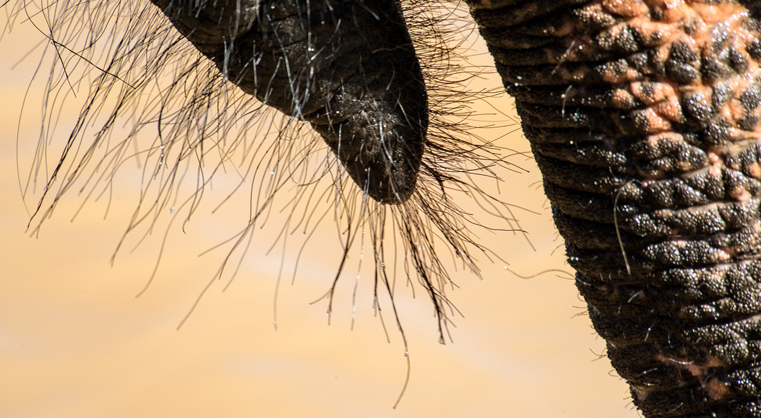 Elephant, Yala National Park, Sri Lanka, 2015